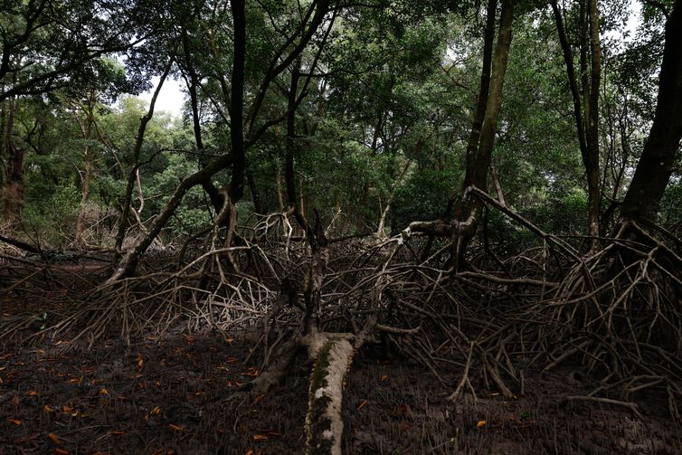 Bragança (PA), 12/06/2025  Área de manguezal na Reserva Extrativista Marinha de Caeté-Taperaçu monitorada pelo projeto Mangues da Amazônia. Foto: Fernando Frazão/Agência Brasil